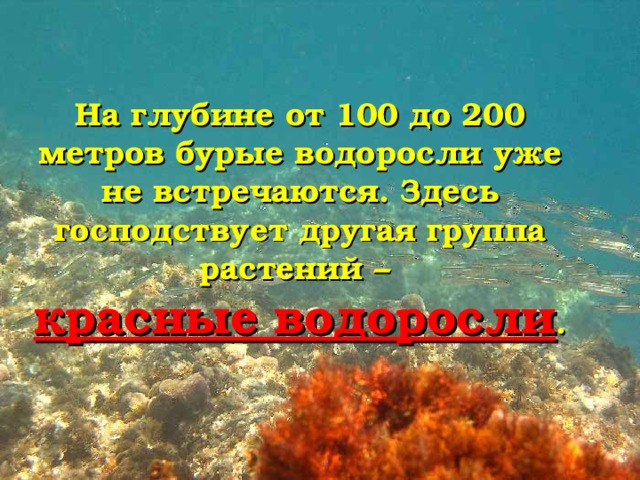 На глубине от 100 до 200 метров бурые водоросли уже не встречаются. Здесь господствует другая группа растений – красные водоросли . 