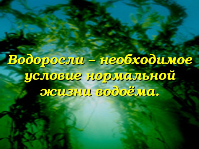 Водоросли – необходимое условие нормальной жизни водоёма. 