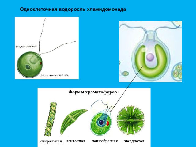 1 хроматофор. Одноклеточные водоросли.