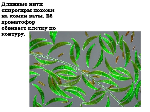 Длинные нити спирогиры похожи на комки ваты. Её хроматофор обвивает клетку по контуру. 