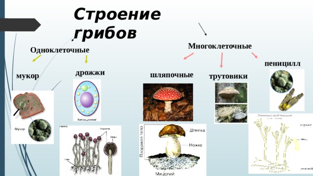 Шляпочные грибы многоклеточные. Одноклеточные грибы пеницилл. Пеницилл многоклеточный гриб. Шляпочные грибы гриб пеницилл. Строение многоклеточного гриба.