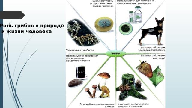 Роль грибов в природе  и жизни человека 