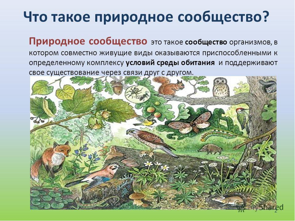 Приспособление живых организмов в лесу. Природные сообщества. Проект природные сообщества. Естественные природные сообщества. Природное сообщество биология 5.