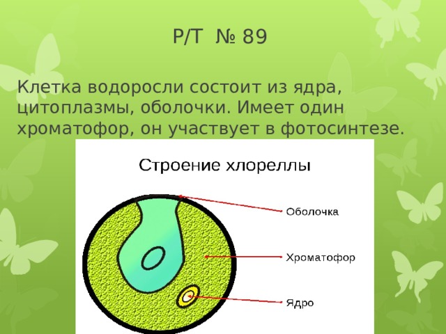 Р/Т № 89 Клетка водоросли состоит из ядра, цитоплазмы, оболочки. Имеет один хроматофор, он участвует в фотосинтезе. 