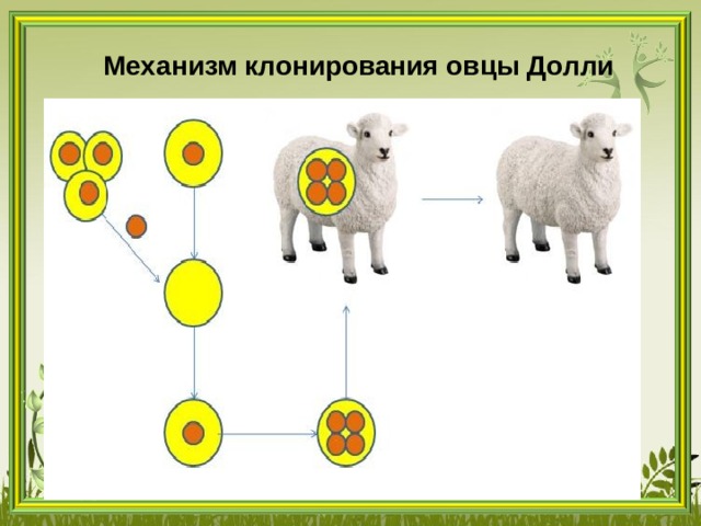 Клонирование животных картинки для презентации