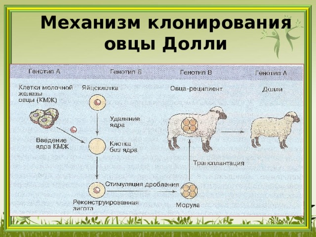 Схема клонирования овечки долли