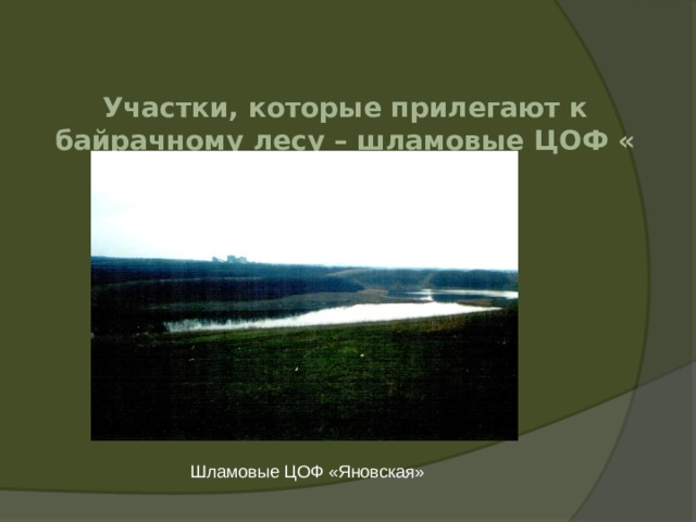 Участки, которые прилегают к байрачному лесу – шламовые ЦОФ « Яновская» Шламовые ЦОФ «Яновская» 