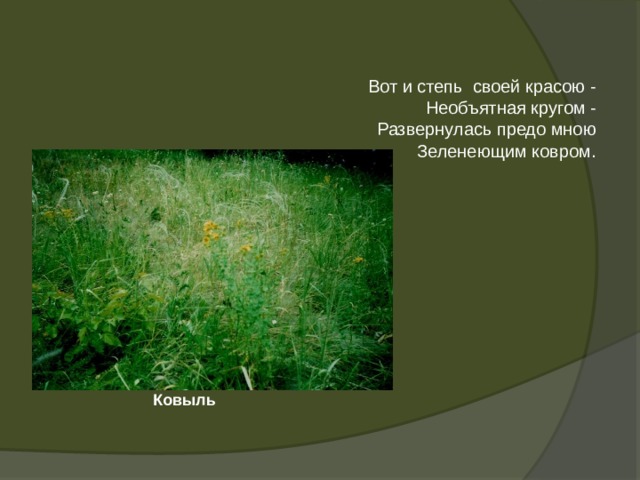    Вот и степь своей красою -  Необъятная кругом -  Развернулась предо мною  Зеленеющим ковром.           Ковыль 