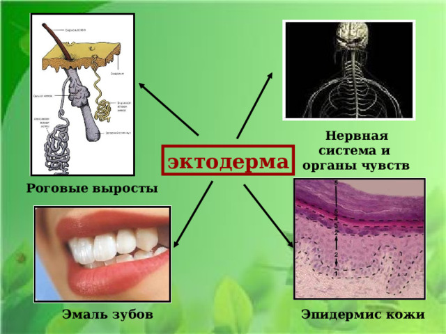 Нервная система и органы чувств эктодерма Роговые выросты Эмаль зубов Эпидермис кожи 