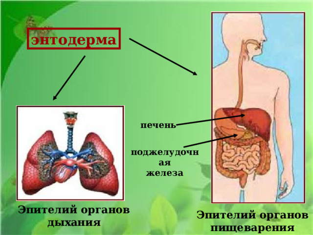 энтодерма печень поджелудочная железа Эпителий органов дыхания Эпителий органов пищеварения 