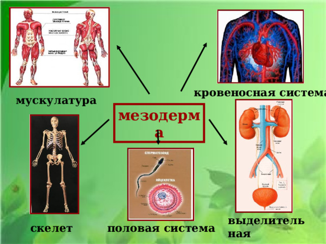 кровеносная система мускулатура мезодерма выделительная  система половая система скелет 