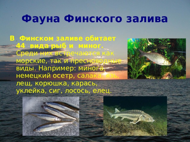 Фауна Финского залива В  Финском заливе обитает 44  вида рыб и  миног. Среди них встречаются как морские, так и пресноводные виды. Например: минога, немецкий осетр, салака, язь, лещ, корюшка, карась, уклейка, сиг, лосось, елец.  