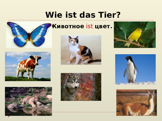   Wie ist das Tier? Животное   ist   цвет. 