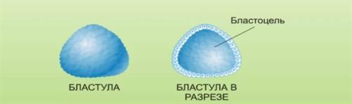 Бластоцель это. Бластула бластула в разрезе. Строение бластулы. Каково строение бластулы. Бластула в разрезе рисунок.