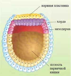 Полость первичной кишки зародыша. Нейрула строение. Кишечная полость онтогенез. Первичная кишечная полость. Кишечная полость у нейрулы.