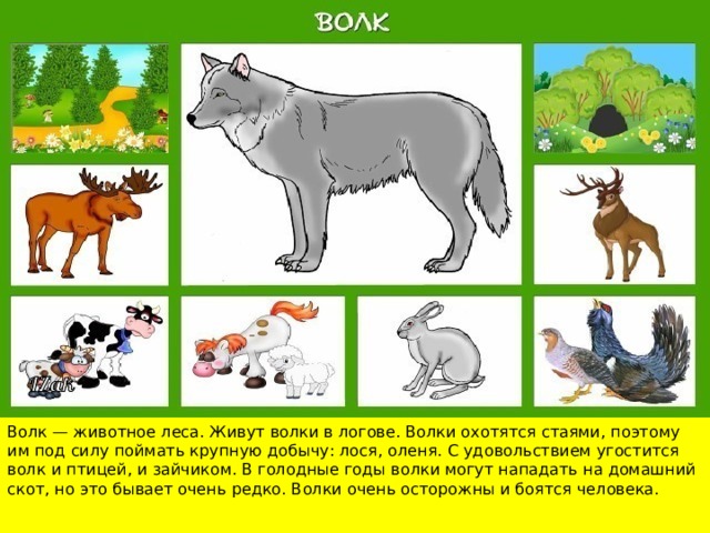 Чем питаются дикие животные картинки для детей