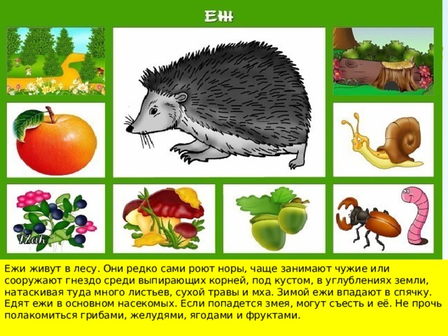 Кто чем питается дикие животные картинки для детей