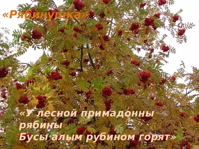 «Рябинушка» «У лесной примадонны рябины Бусы алым рубином горят»  Л.Чадова. 