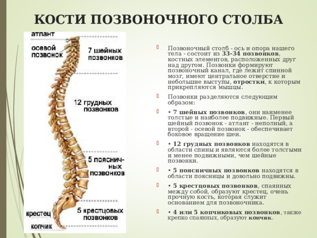 Позвоночник кости