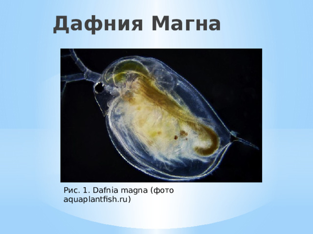 Дафния Магна Рис. 1. Dafnia magna (фото aquaplantfish.ru) 