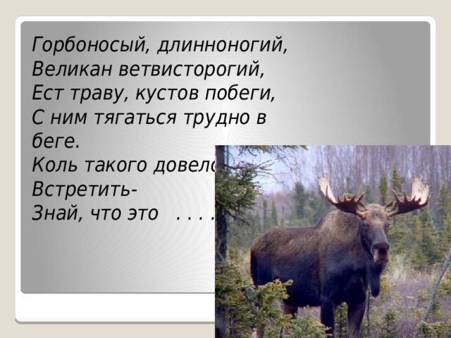 Горбоносый, длинноногий, Великан ветвисторогий, Ест траву, кустов побеги, С ним тягаться трудно в беге. Коль такого довелось Встретить- Знай, что это . . . . 