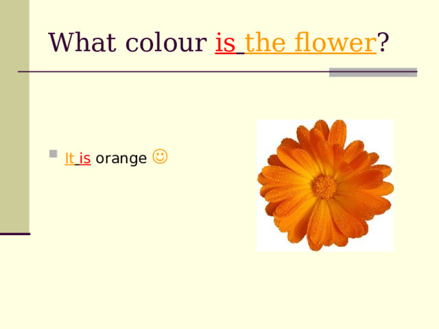 What colour is  the flower ? It  is orange  