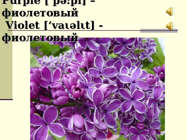 Purple [‘p ә :pl] – фиолетовый   Violet [‘va ι ә l ι t] - фиолетовый 