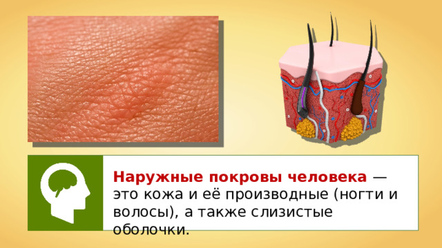 Наружные покровы человека — это кожа и её производные (ногти и волосы), а также слизистые оболочки. 