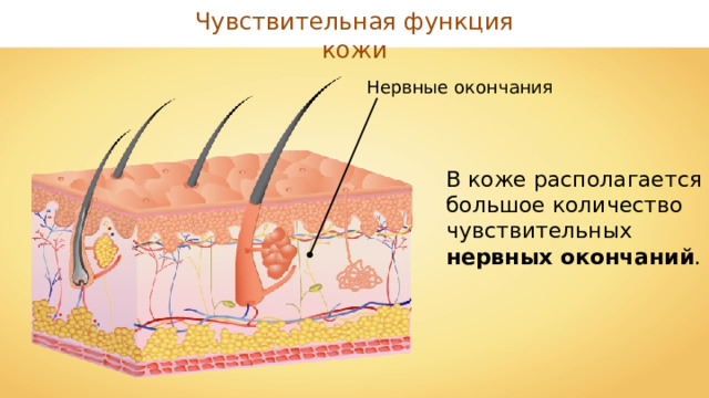 Чувствительная функция кожи Нервные окончания В коже располагается большое количество чувствительных нервных окончаний . 