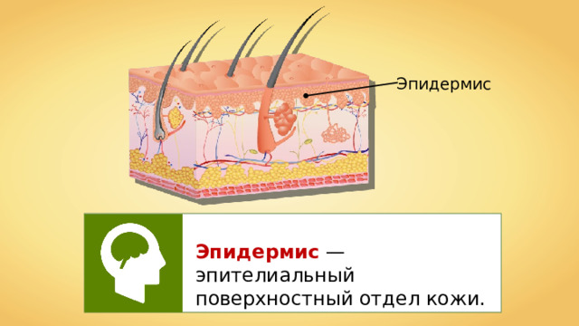 Эпидермис Эпидермис — эпителиальный поверхностный отдел кожи. 