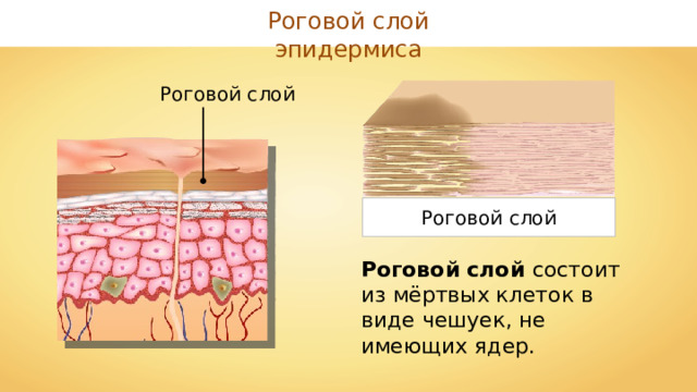 Роговой слой эпидермиса Роговой слой Роговой слой Роговой слой состоит из мёртвых клеток в виде чешуек, не имеющих ядер. 