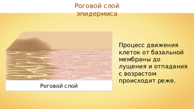Роговой слой эпидермиса Процесс движения клеток от базальной мембраны до лущения и отпадания с возрастом происходит реже. Роговой слой 