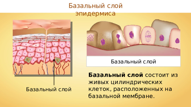 Базальный слой эпидермиса Базальный слой Базальный слой состоит из живых цилиндрических клеток, расположенных на базальной мембране. Базальный слой 