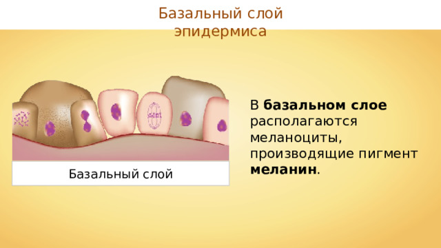 Базальный слой эпидермиса В базальном слое располагаются меланоциты, производящие пигмент меланин . Базальный слой 