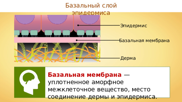 Базальный слой эпидермиса Эпидермис Базальная мембрана Дерма Базальная мембрана — уплотненное аморфное межклеточное вещество, место соединение дермы и эпидермиса. 