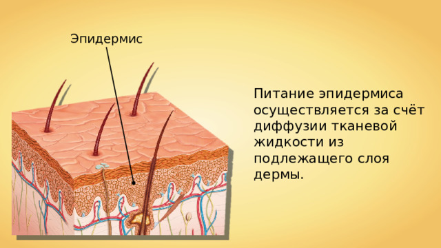 Эпидермис Питание эпидермиса осуществляется за счёт диффузии тканевой жидкости из подлежащего слоя дермы. 