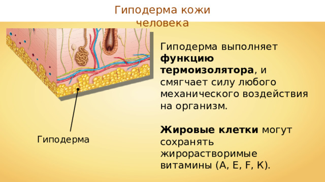 Гиподерма кожи человека Гиподерма выполняет функцию термоизолятора , и смягчает силу любого механического воздействия на организм. Жировые клетки могут сохранять жирорастворимые витамины (А, Е, F, К). Гиподерма 