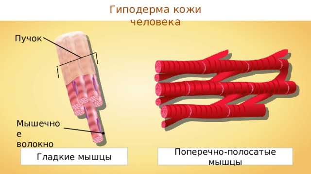 Гиподерма кожи человека Пучок Мышечное волокно Гладкие мышцы Поперечно-полосатые мышцы 