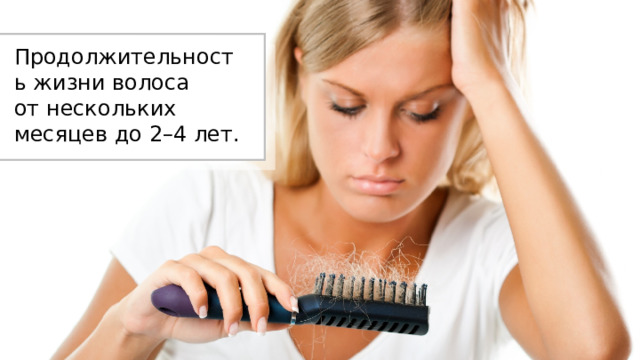 Продолжительность жизни волоса от нескольких месяцев до 2–4 лет. 