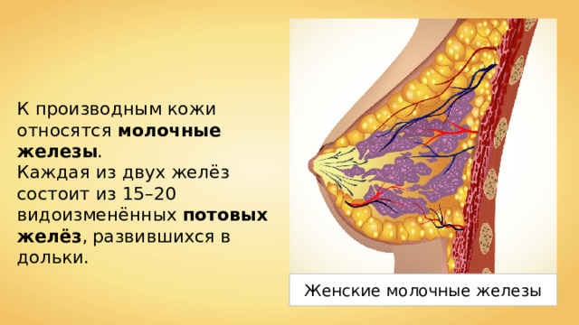 К производным кожи относятся молочные железы . Каждая из двух желёз состоит из 15–20 видоизменённых потовых желёз , развившихся в дольки. Женские молочные железы 