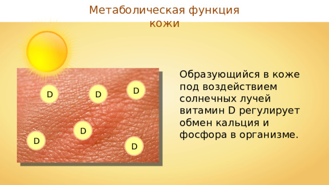 Метаболическая функция кожи Образующийся в коже под воздействием солнечных лучей витамин D регулирует обмен кальция и фосфора в организме. D D D D D D 