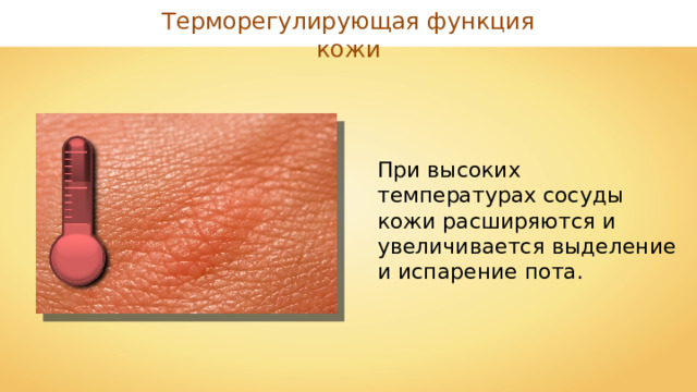 Терморегулирующая функция кожи При высоких температурах сосуды кожи расширяются и увеличивается выделение и испарение пота. 