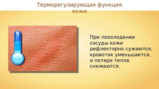 Терморегулирующая функция кожи При похолодании сосуды кожи рефлекторно сужаются, кровоток уменьшается, и потери тепла снижаются. 