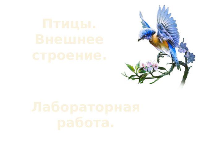 Птицы.  Внешнее строение. Лабораторная работа. 