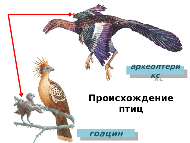 Археоптерикс сходства и различия. Археоптерикс Эволюция птиц. Археоптерикс строение. Скелет гоацина. Гоацин птица.