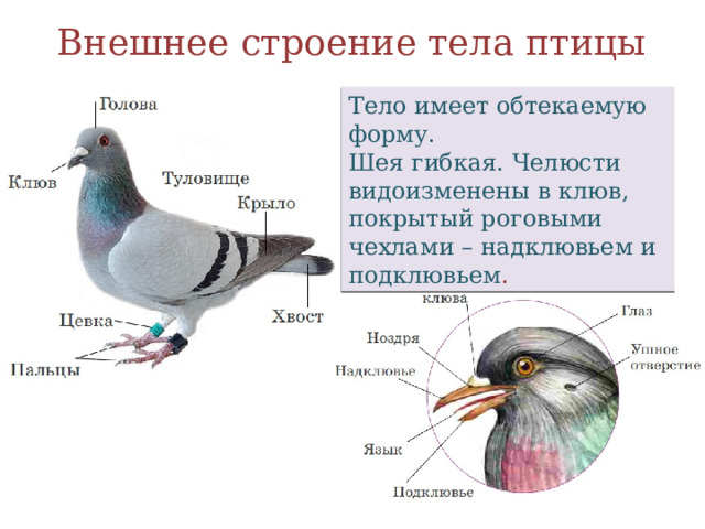 Внешнее строение тела птицы Тело имеет обтекаемую форму. Шея гибкая. Челюсти видоизменены в клюв, покрытый роговыми чехлами – надклювьем и подклювьем . 