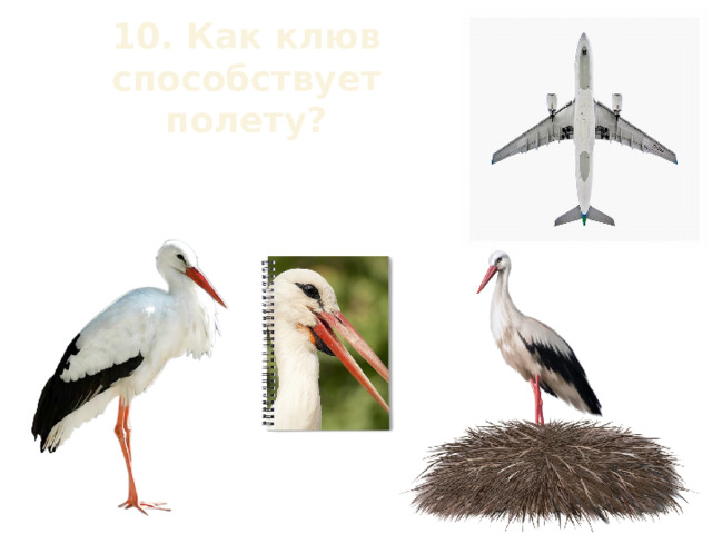 10. Как клюв способствует полету? 