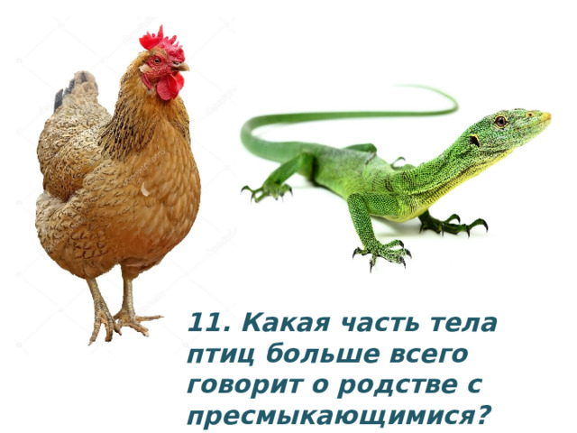 11. Какая часть тела птиц больше всего говорит о родстве с пресмыкающимися? 