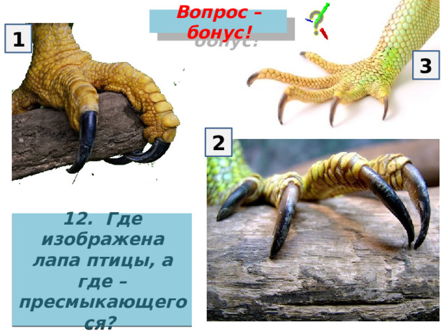 Вопрос – бонус! 1 3 2 12. Где изображена лапа птицы, а где – пресмыкающегося? 