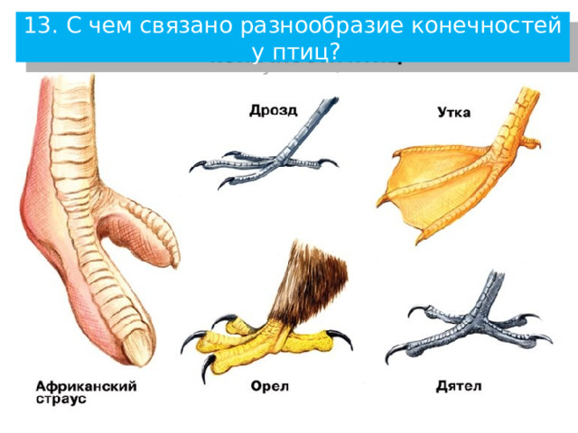 На рисунке показаны кости конечностей птицы человека динозавра и кита